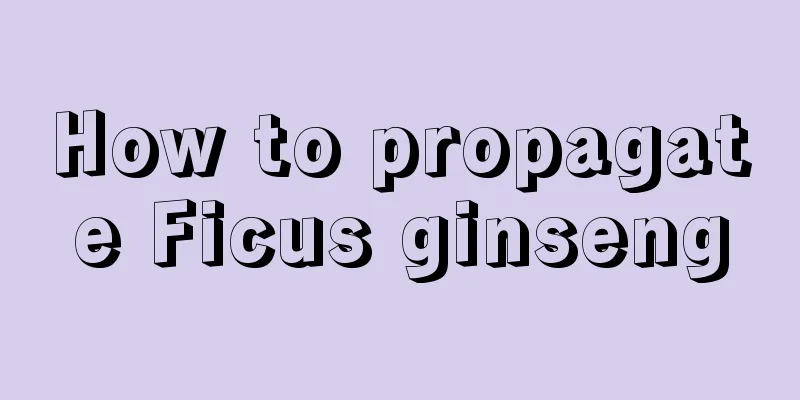 How to propagate Ficus ginseng