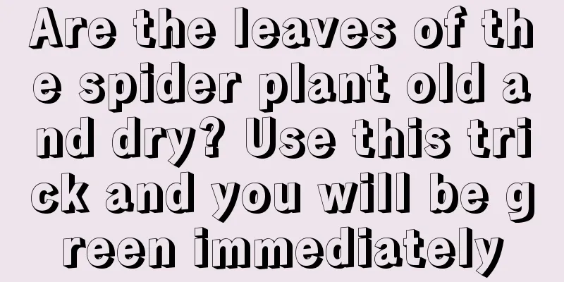 Are the leaves of the spider plant old and dry? Use this trick and you will be green immediately