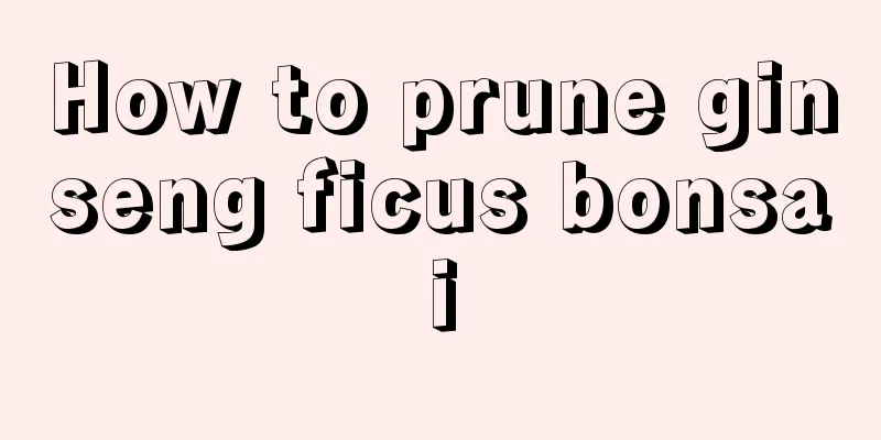 How to prune ginseng ficus bonsai