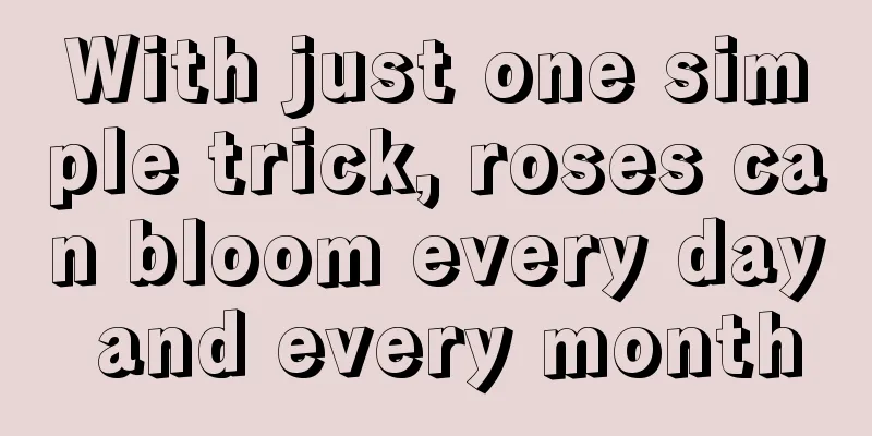 With just one simple trick, roses can bloom every day and every month