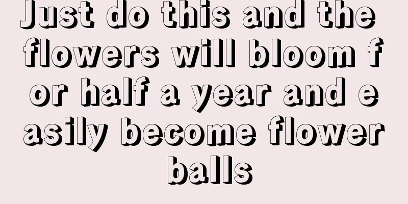 Just do this and the flowers will bloom for half a year and easily become flower balls