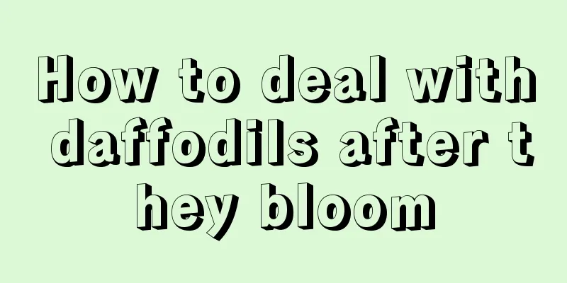 How to deal with daffodils after they bloom