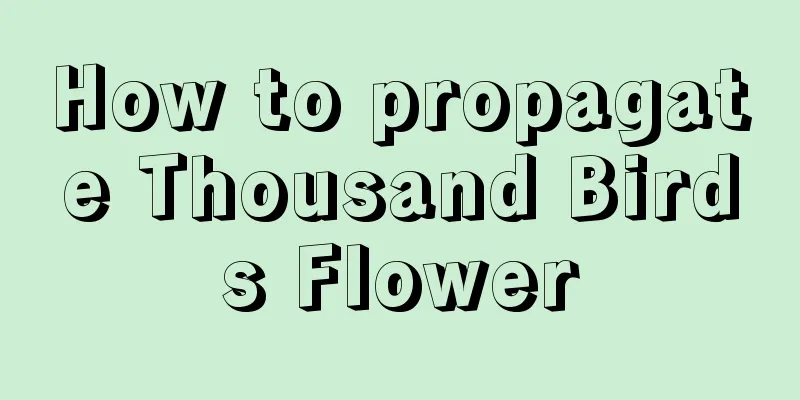 How to propagate Thousand Birds Flower