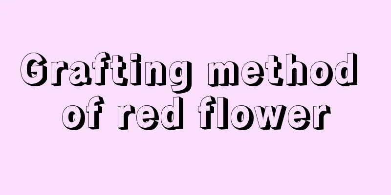 Grafting method of red flower