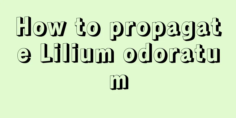 How to propagate Lilium odoratum