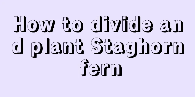 How to divide and plant Staghorn fern