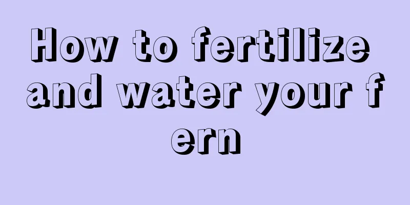 How to fertilize and water your fern