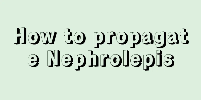 How to propagate Nephrolepis