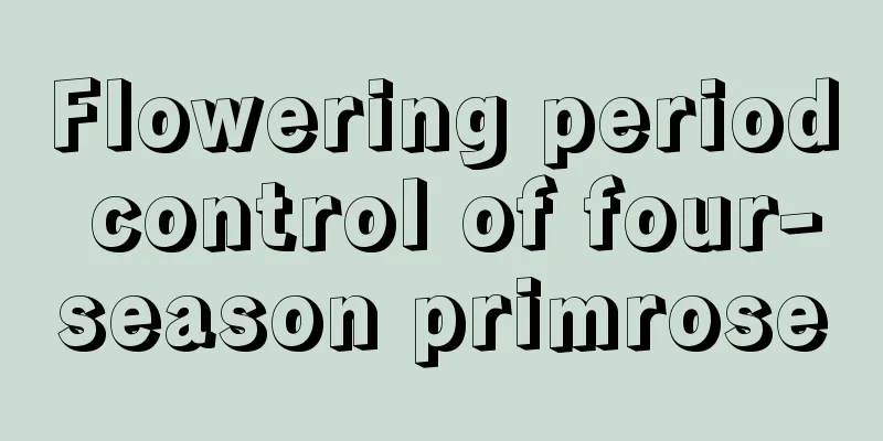 Flowering period control of four-season primrose