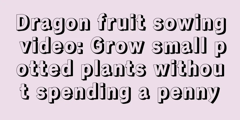 Dragon fruit sowing video: Grow small potted plants without spending a penny