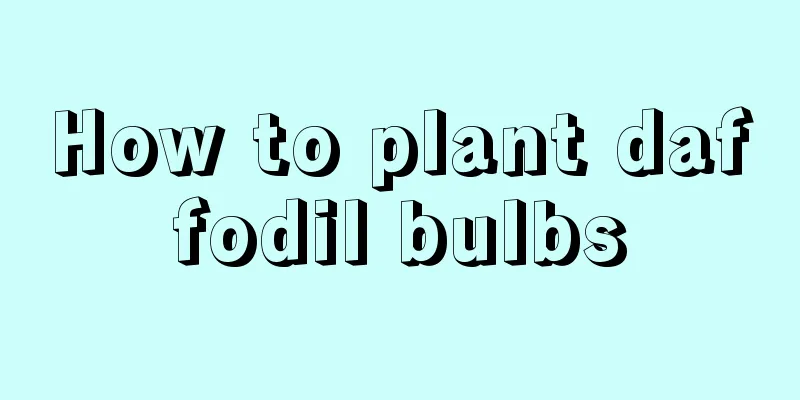 How to plant daffodil bulbs