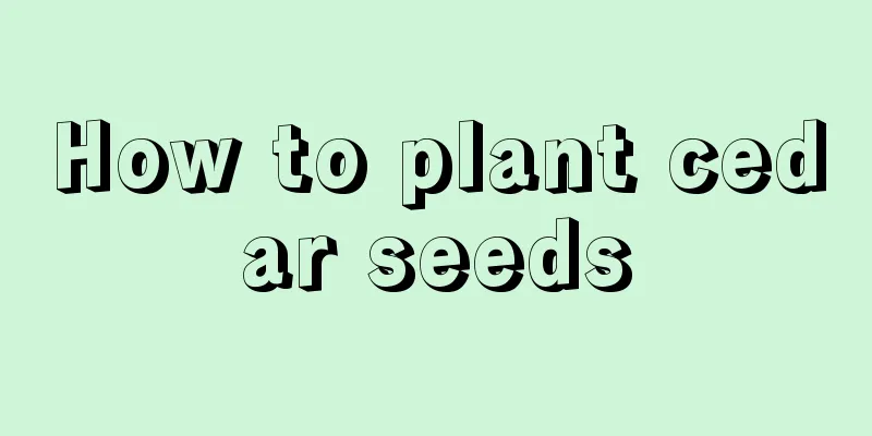 How to plant cedar seeds