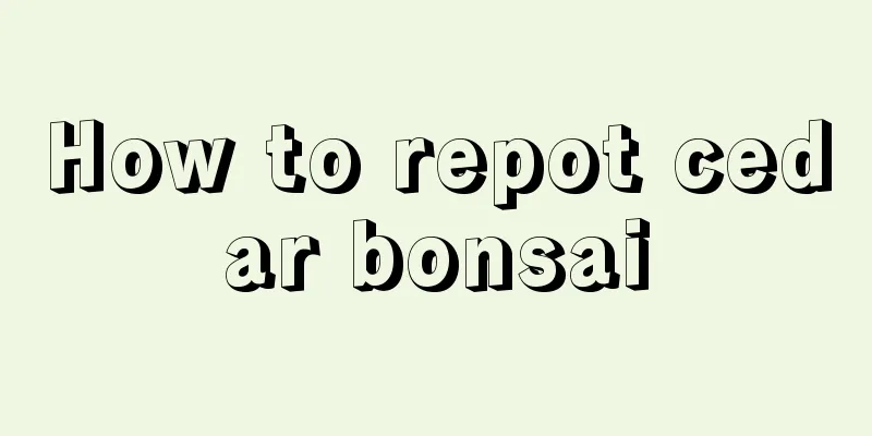 How to repot cedar bonsai