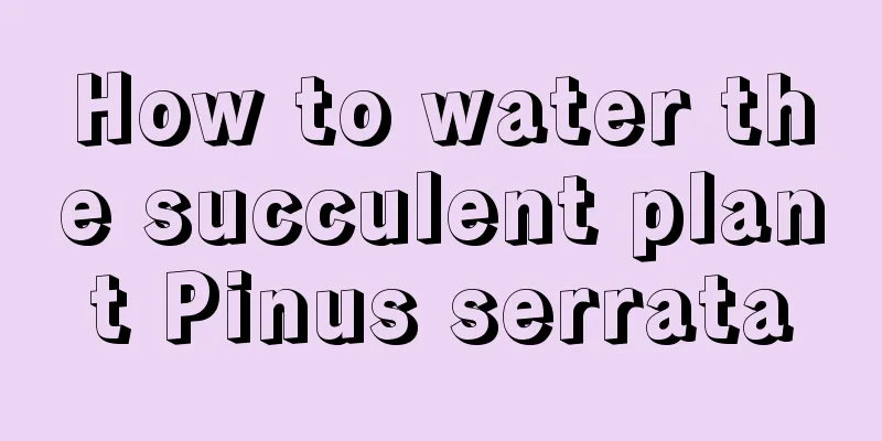 How to water the succulent plant Pinus serrata