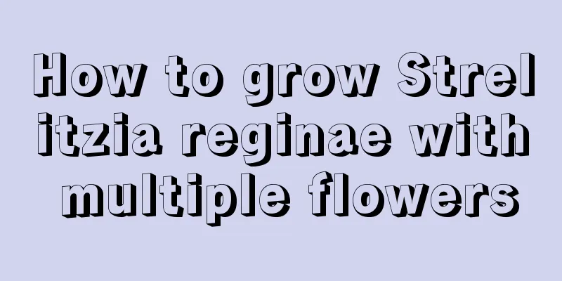 How to grow Strelitzia reginae with multiple flowers