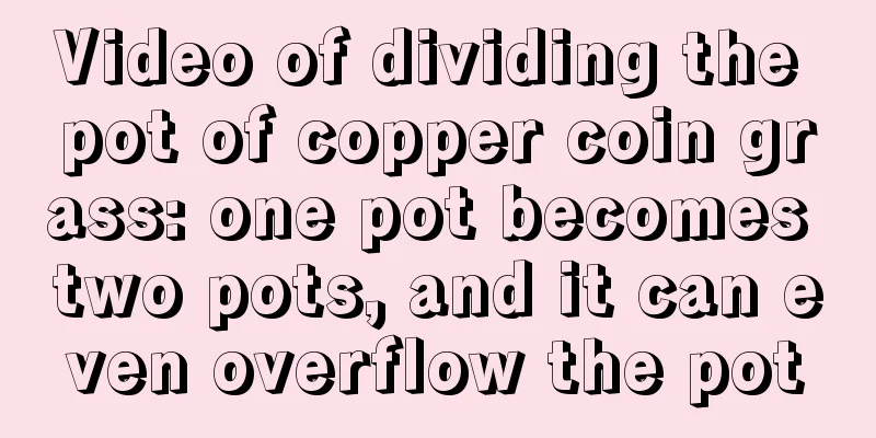 Video of dividing the pot of copper coin grass: one pot becomes two pots, and it can even overflow the pot