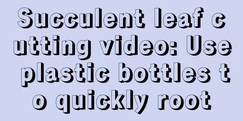 Succulent leaf cutting video: Use plastic bottles to quickly root