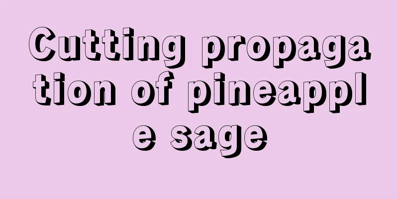 Cutting propagation of pineapple sage