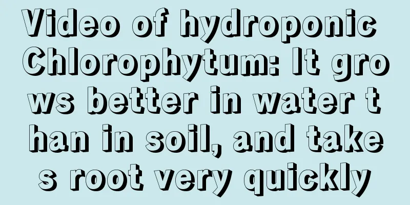 Video of hydroponic Chlorophytum: It grows better in water than in soil, and takes root very quickly