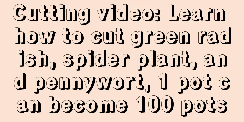 Cutting video: Learn how to cut green radish, spider plant, and pennywort, 1 pot can become 100 pots