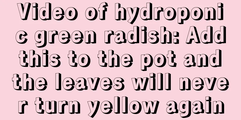 Video of hydroponic green radish: Add this to the pot and the leaves will never turn yellow again