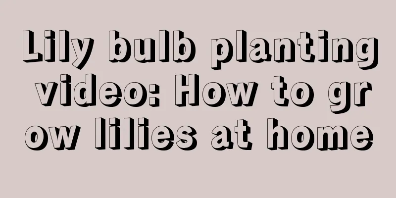 Lily bulb planting video: How to grow lilies at home