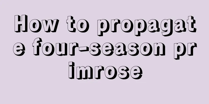 How to propagate four-season primrose