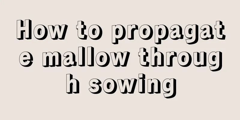 How to propagate mallow through sowing