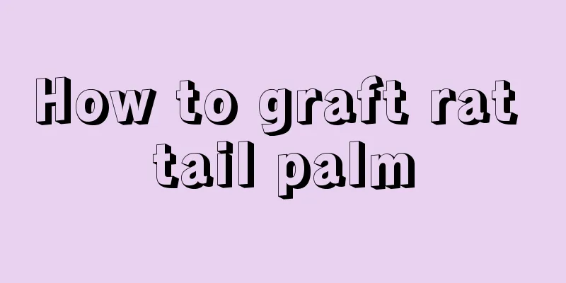 How to graft rat tail palm