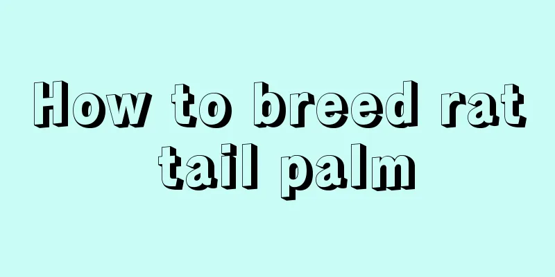 How to breed rat tail palm