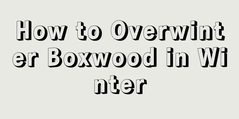 How to Overwinter Boxwood in Winter