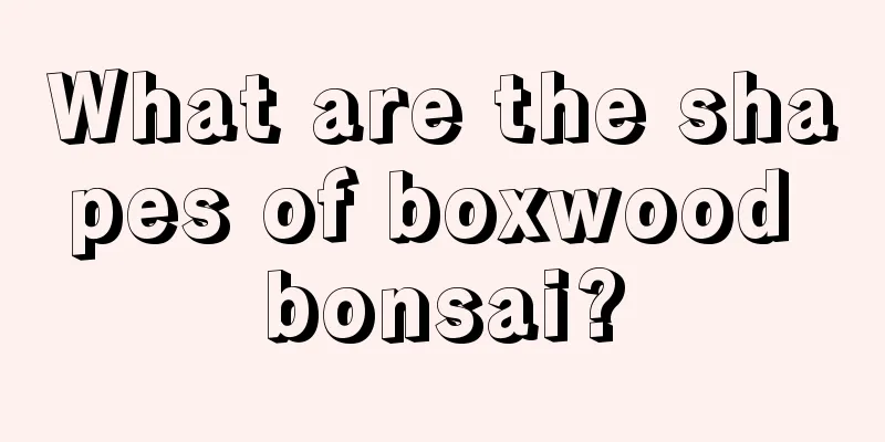 What are the shapes of boxwood bonsai?