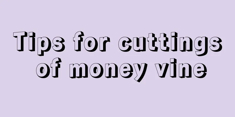 Tips for cuttings of money vine