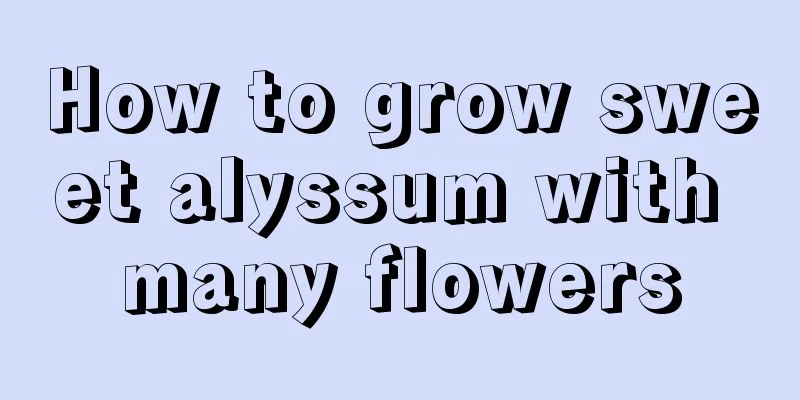 How to grow sweet alyssum with many flowers