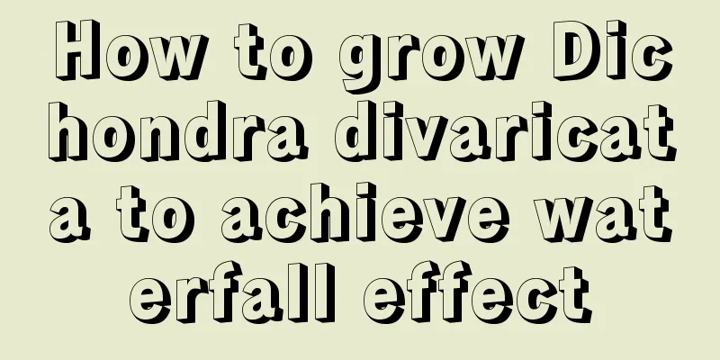 How to grow Dichondra divaricata to achieve waterfall effect