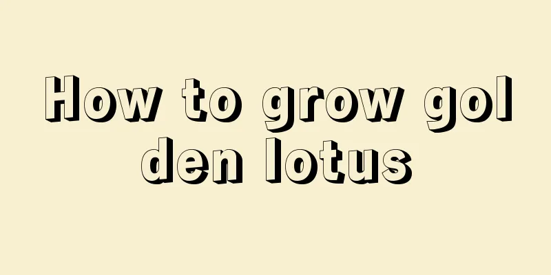 How to grow golden lotus