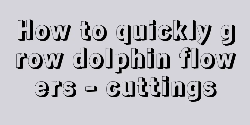 How to quickly grow dolphin flowers - cuttings