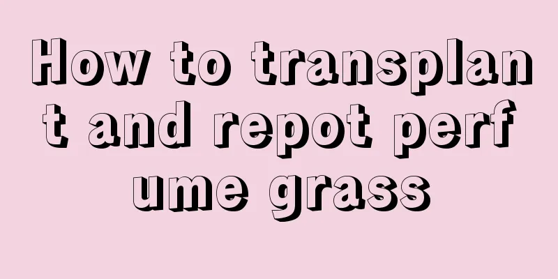 How to transplant and repot perfume grass