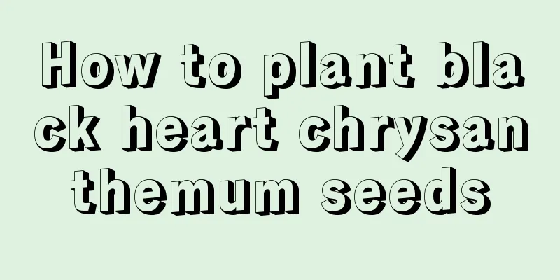 How to plant black heart chrysanthemum seeds