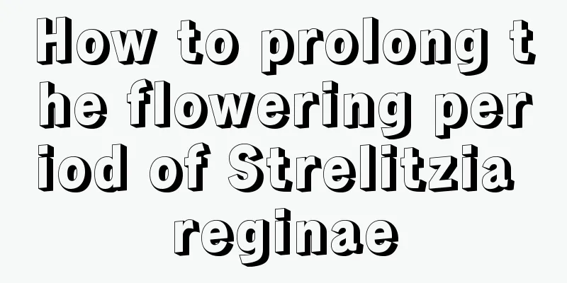 How to prolong the flowering period of Strelitzia reginae