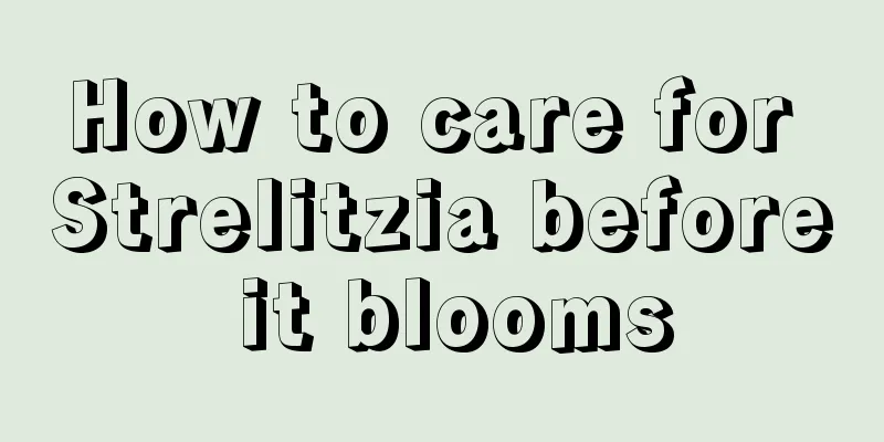 How to care for Strelitzia before it blooms