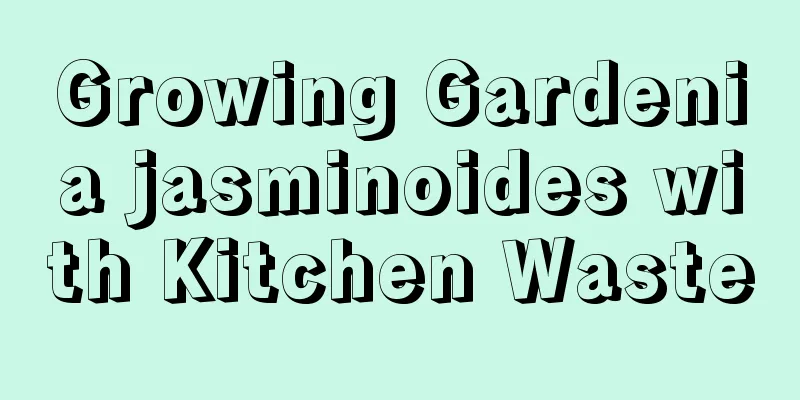 Growing Gardenia jasminoides with Kitchen Waste