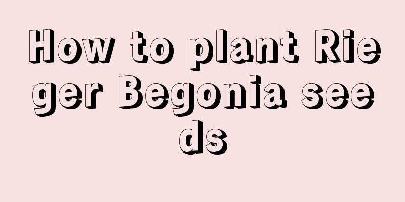 How to plant Rieger Begonia seeds