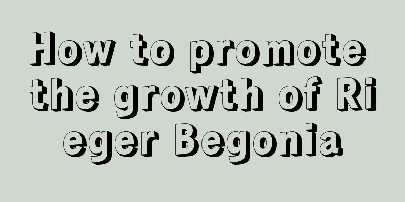 How to promote the growth of Rieger Begonia