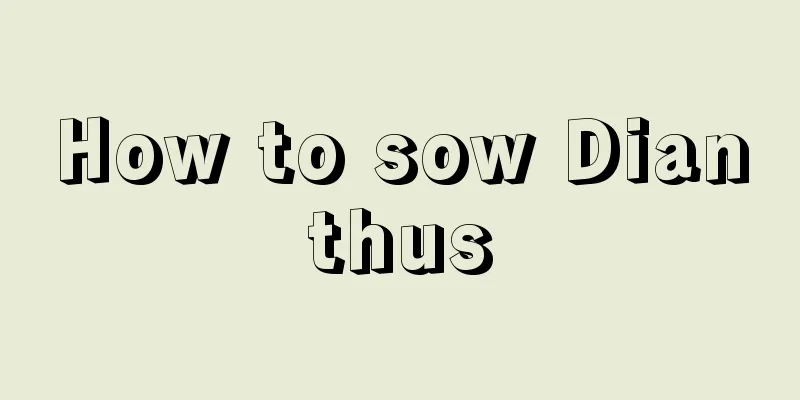 How to sow Dianthus