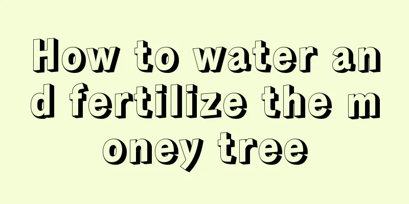 How to water and fertilize the money tree