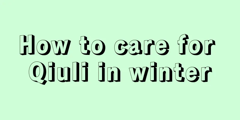 How to care for Qiuli in winter