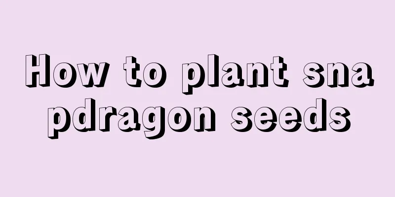 How to plant snapdragon seeds