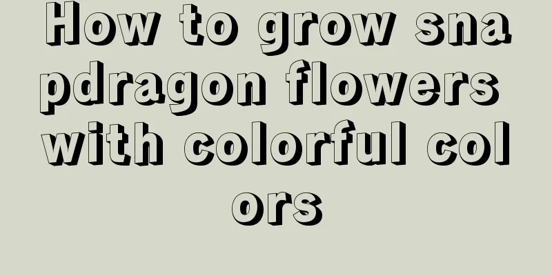 How to grow snapdragon flowers with colorful colors