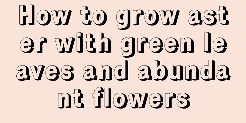 How to grow aster with green leaves and abundant flowers